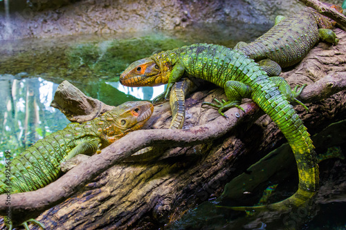The Northern caiman lizard lies on the trunk. 
It is a species of lizard found in northern South America.
The body of the caiman lizard is very similar to that of a crocodile.  photo
