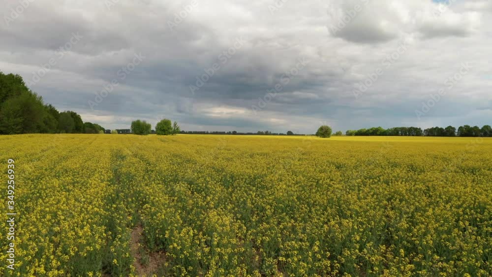 Aerial view of yellow Rapeseed fields at sunset. Flying over the field Aerial view of yellow Rapeseed fields at sunset. Flying over the field
