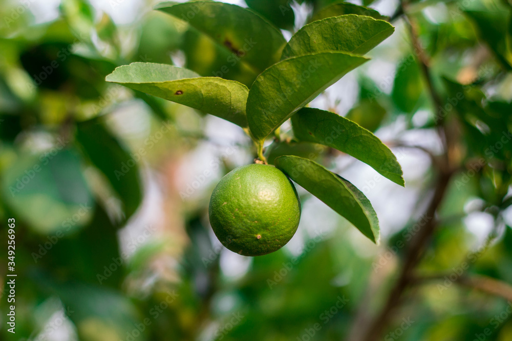 Close up of green lemons hanging from a tree in a green lemon grove.