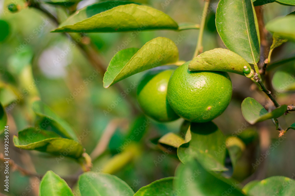 Close up of green lemons hanging from a tree in a green lemon grove.