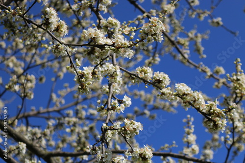 Spring, white cherry blossoms open.