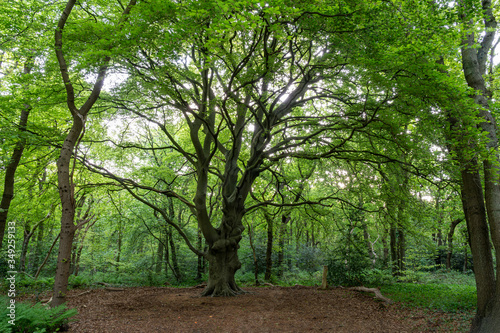 There are many old gnarled trees in this beautiful forest