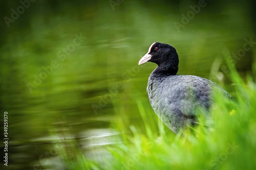 A wild bird, Eurasian coot, with black feathers, white beak and red eye standing on lake shore with fresh green grass. Dark green water in the background.