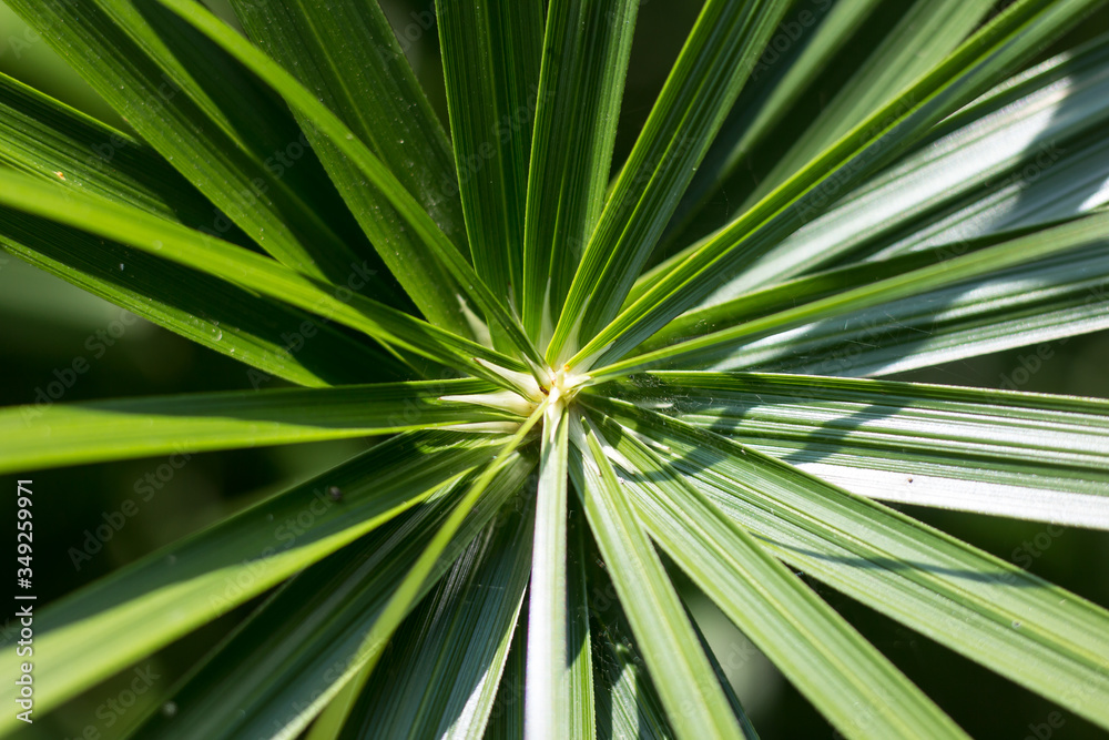 Fototapeta premium Green Small Leaf of Papyrus tree.