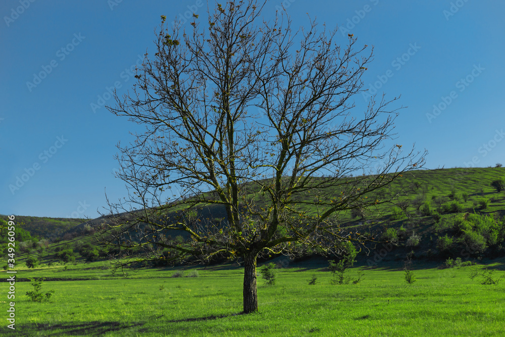 Lonely big green tree in the green field with the clear sky in spring time.