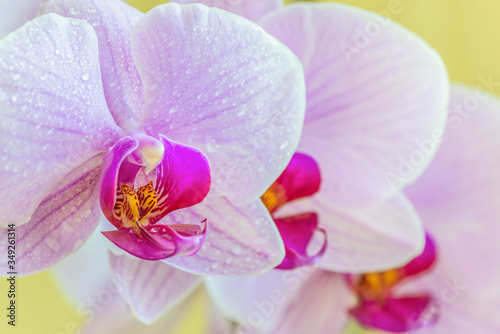 Beautiful light-purple phalaenopsis orchid flower, known as fluttering butterflies. Macro.