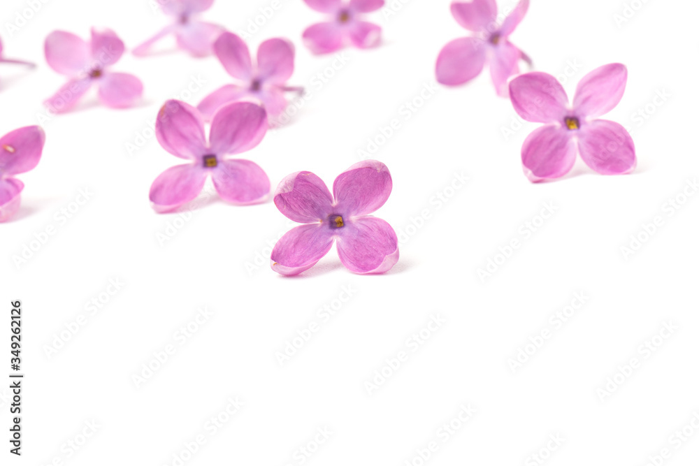 Beautiful blossoming lilac on white background. Copy space Beautiful blossoming lilac on white background. Copy space