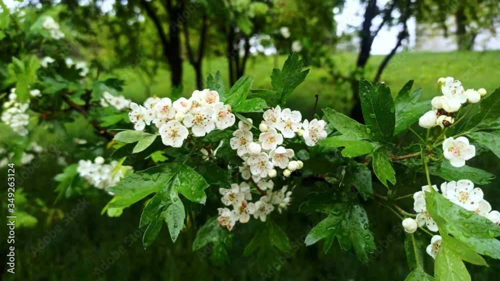 Rainy weather. Rain drops water on the green leaves blooming cherry tree, close up view. 
