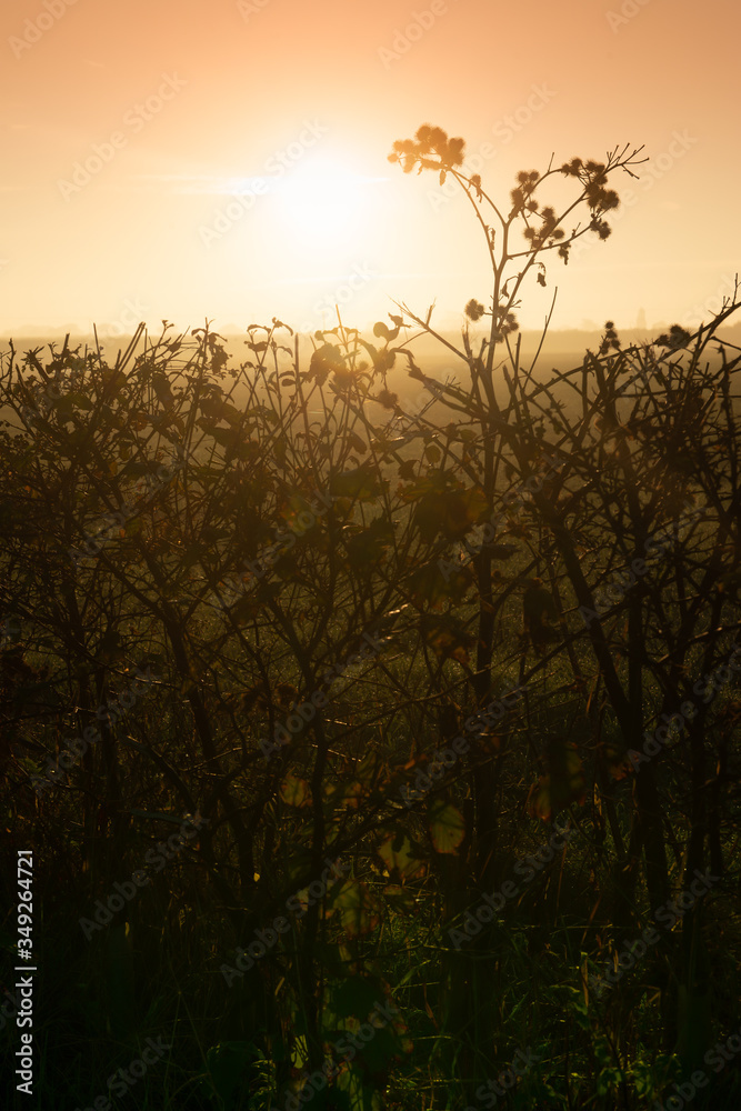 Fototapeta premium Sunrise through hedgerows, with fields showing through, English countryside