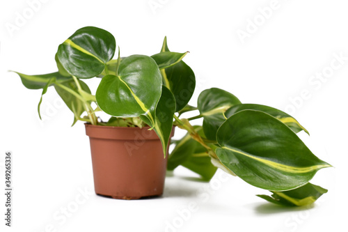 Tropical  Philodendron Hederaceum Scandens Brasil  creeper house plant with yellow stripes in flower pot isolated on white background