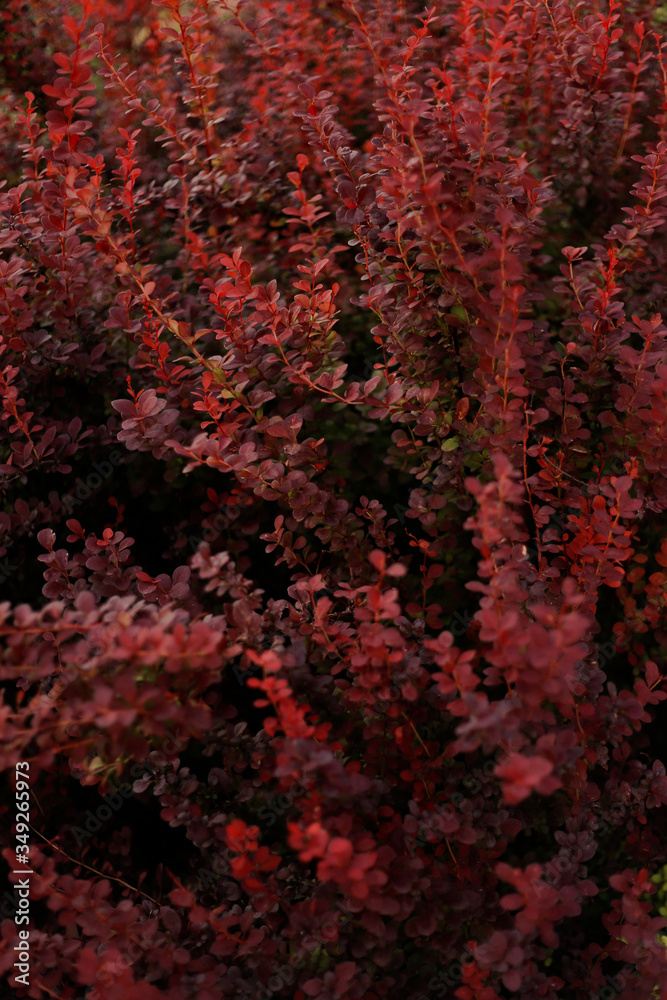 botanic botanic
