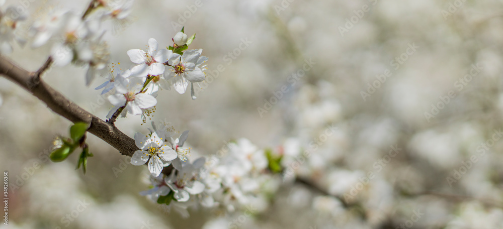 spring time tree blooming natural scenic view concept photography of white flower on a branch with outdoor garden blurred background spring time tree blooming natural scenic view concept photography of white flower on a branch with outdoor garden blurred background