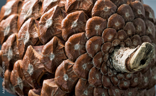 horizontal view of the prickles of a pinecone photo