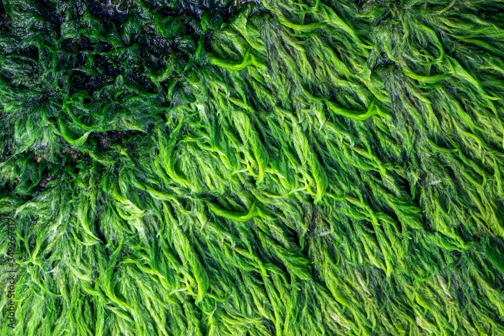 Green algae close up covered granite boulder in a riverbed. Swamp algae. Background and texture.