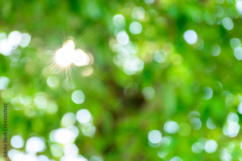 Obraz premium Blur nature green color with bokeh sun light abstract background.