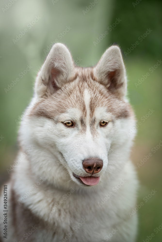 portrait of a siberian husky