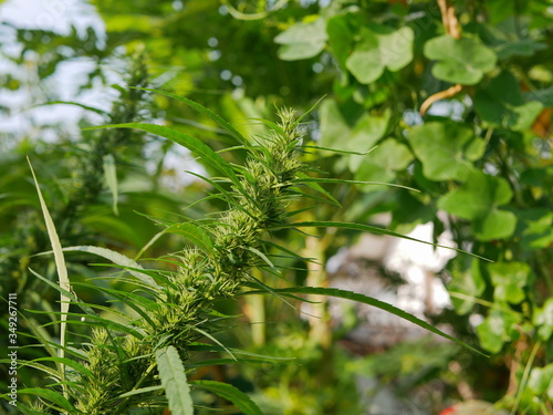 Young marijuana tree, Cannabis, leaves growing in a backyard vegetable garden at home