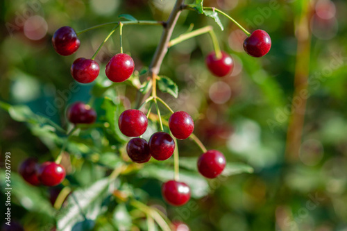 A branch of felt cherry with ripe berries in sunny weather