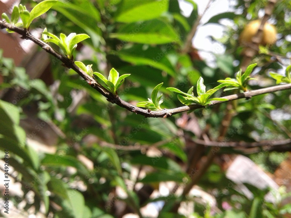 Obraz premium green leaves in spring