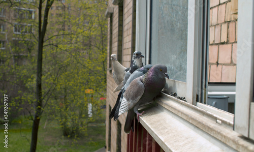 Photography Pigeons pecking seeds on the window