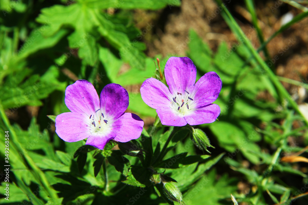 fleur violette de montagne
