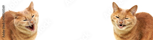 Angry cats are isolated on a white background. Cat's teeth. Cat's grin. Red cats bared their teeth . Banner.