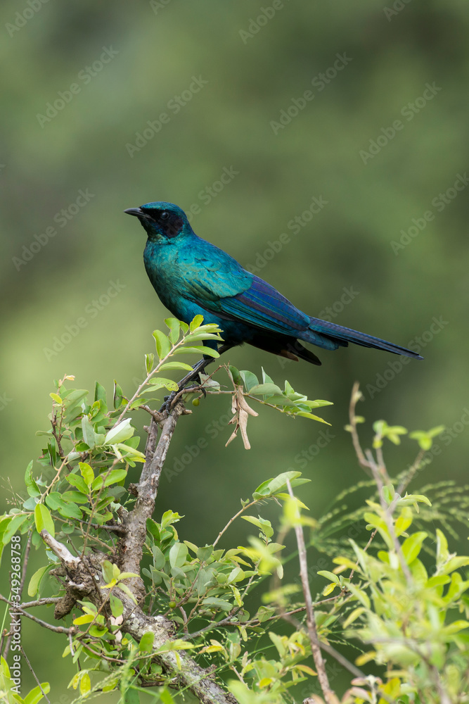 Choucador de Burchell,.Lamprotornis australis, Burchell's Starling Choucador de Burchell,.Lamprotornis australis, Burchell's Starling
