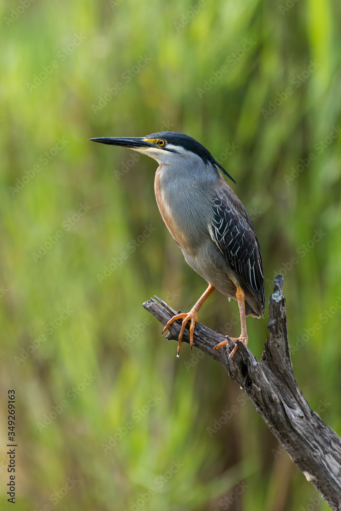 Héron strié,.Butorides striata, Striated Heron Héron strié,.Butorides striata, Striated Heron