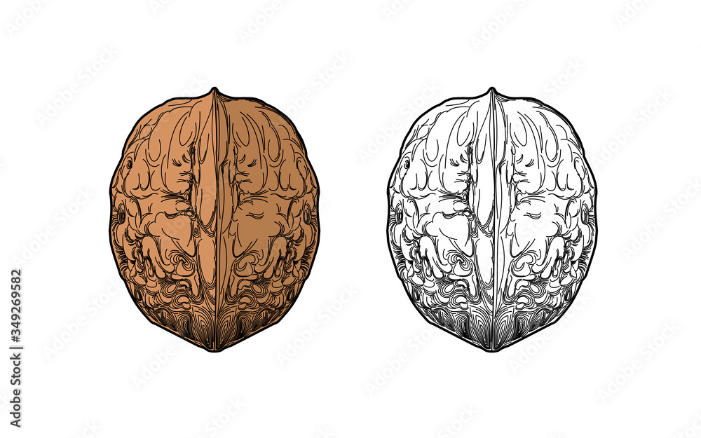 Walnut. Snacks isolate. Walnut. Snacks isolate.