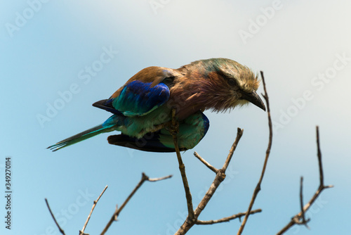 Rollier à longs brins,. Coracias caudatus, Lilac breasted Roller photo