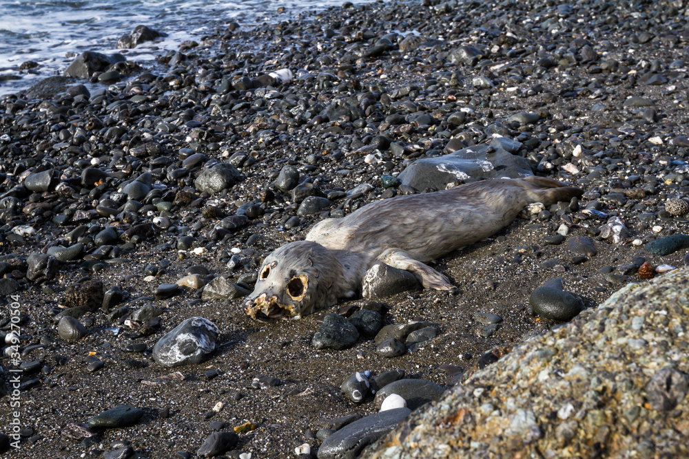 Obraz premium Strong emotional image of a dead baby seal