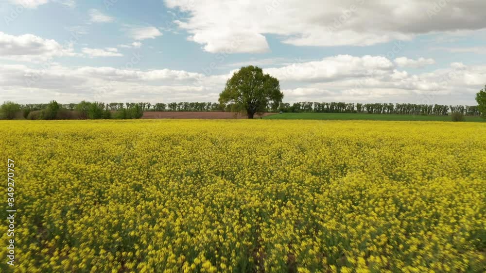 Aerial view of yellow Rapeseed fields at sunset. Flying over the field Aerial view of yellow Rapeseed fields at sunset. Flying over the field