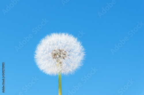 big white round dandelion on blue sky background  soft and delicate flower  fragility of nature