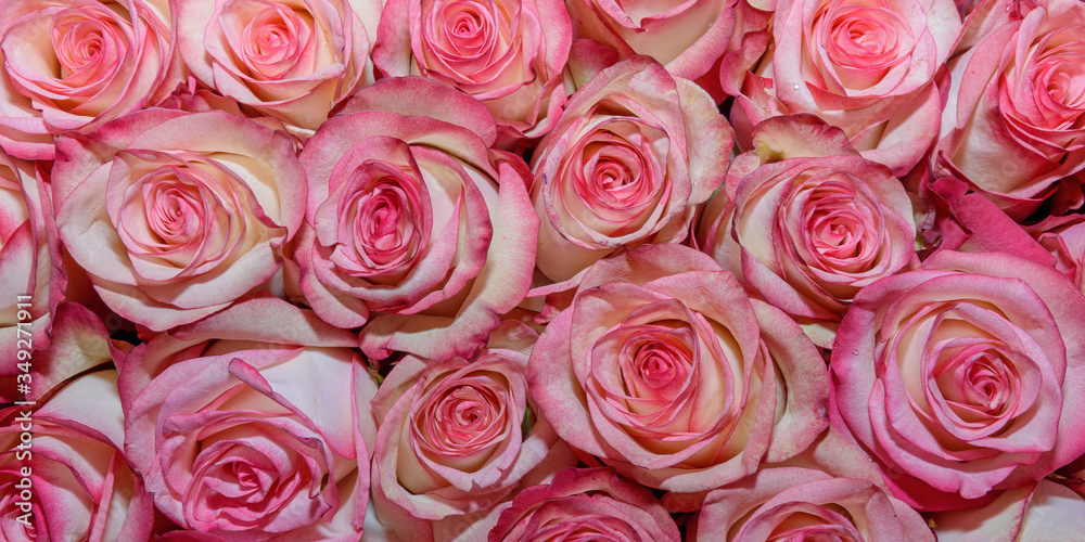 Fototapeta premium Background of beautiful flowers. rosebud. Design. Сlose up.