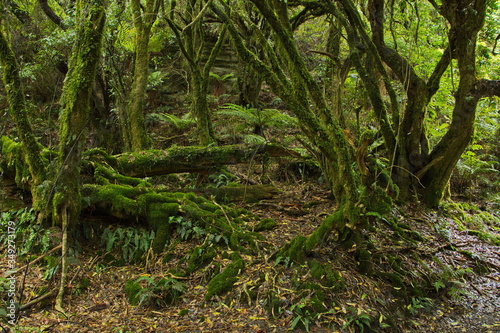 Forest on Lou s Lookout at Lake Waikaremoana Hawke s Bay on North Island of New Zealand  