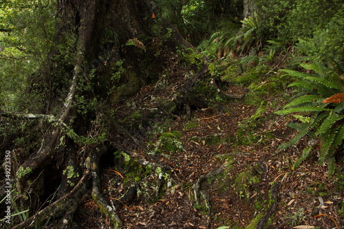 Forest on Ngamoko Track at Lake Waikaremoana,Hawke's Bay on North Island of New Zealand 
 photo