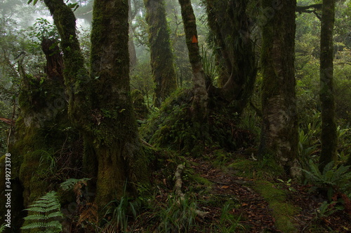 Forest on Ngamoko Track at Lake Waikaremoana,Hawke's Bay on North Island of New Zealand 