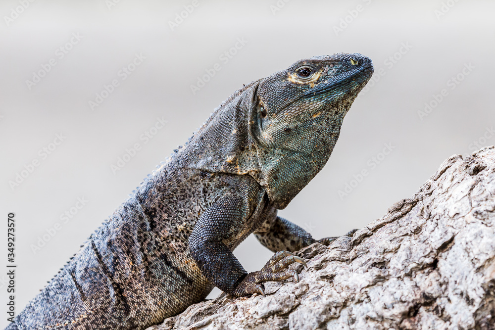 Obraz premium Black ctenosaur on a tree