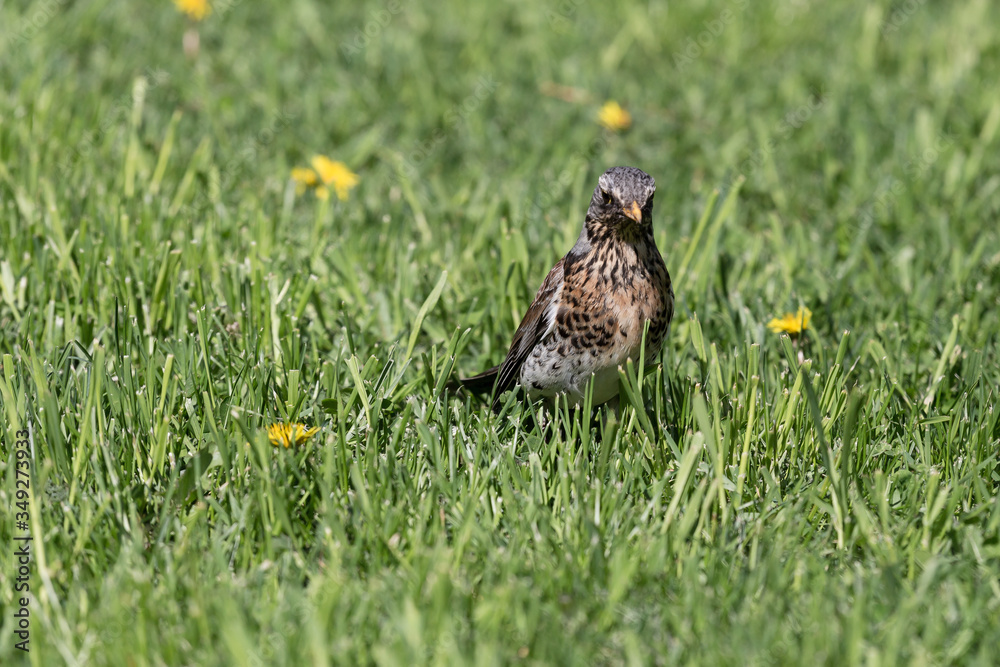 Rowan thrush in green spring grass looking for worms Rowan thrush in green spring grass looking for worms
