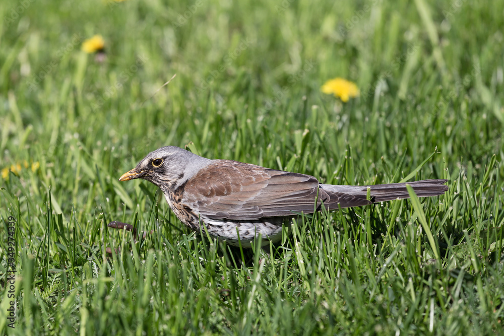 Rowan thrush in green spring grass looking for worms Rowan thrush in green spring grass looking for worms