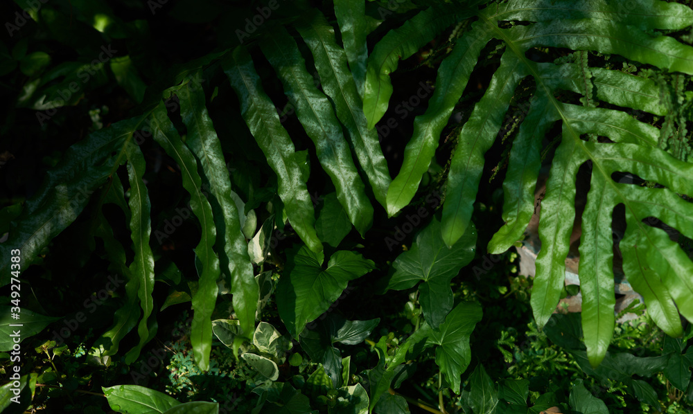 Green leaves in the tropical garden Green leaves in the tropical garden