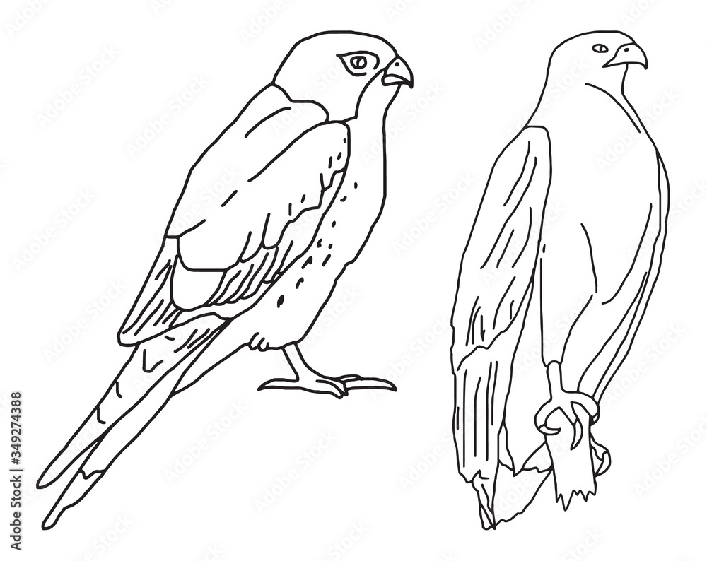Fototapeta premium Set of hand drawn birds in black and white, isolated vector illustrations