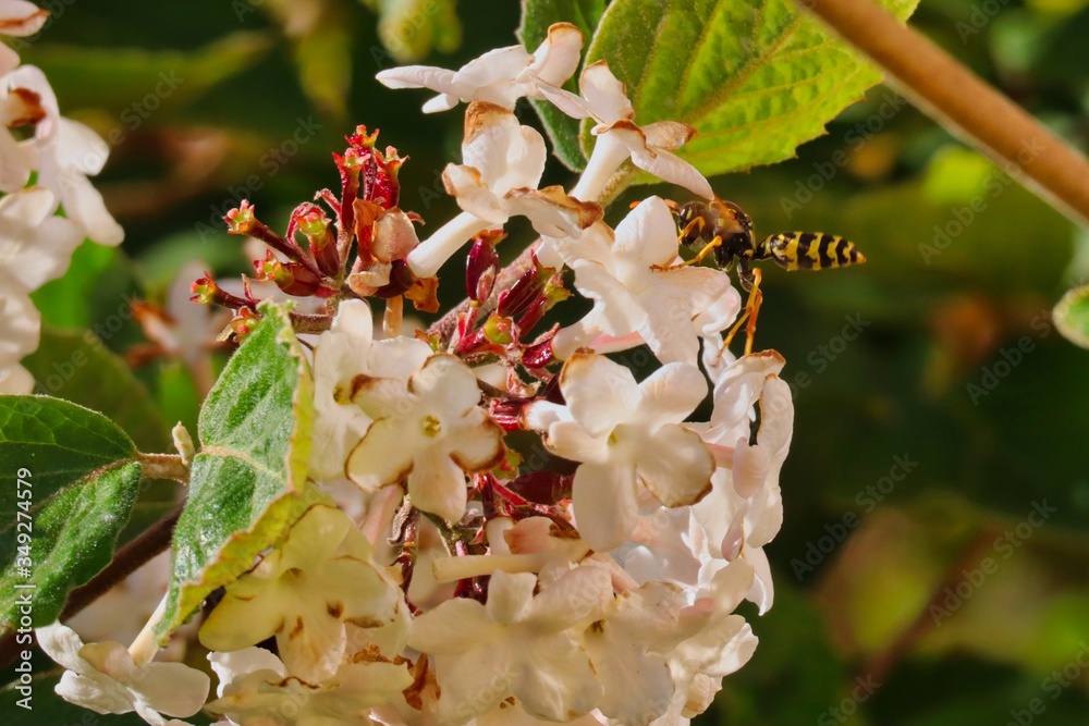 Wasp sitting of white flower in spring in Czechia. Yellow and Black striped insect enjoying the nature. Wasp sitting of white flower in spring in Czechia. Yellow and Black striped insect enjoying the nature.