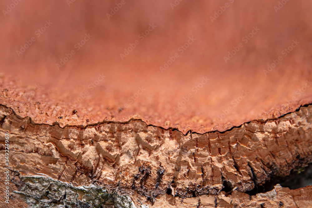 Fotografie cork tree bark close up, contrast, texture and copy space, blurred background