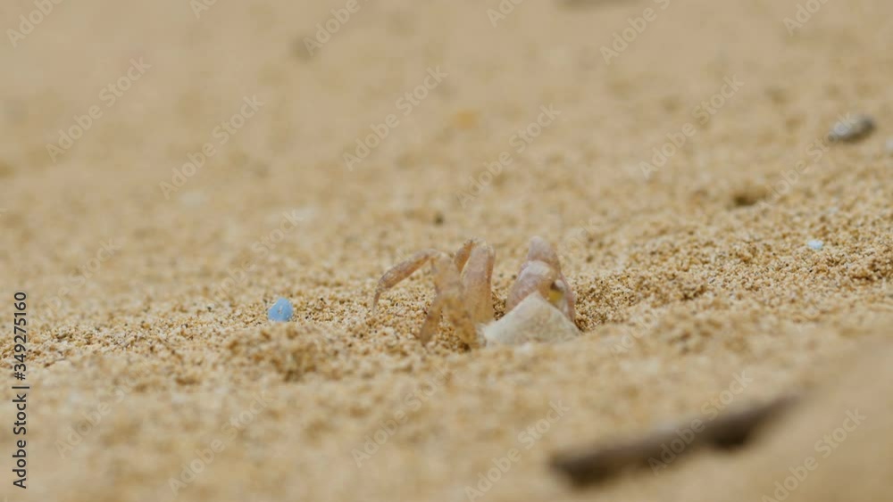 Ghost Crab Coming Out of Sand. Great shot of a ghost crab emerging from its hole on the beach to push extra sand away. It's a close up static shot waiting for the crab to emerge then watching it hide. Ghost Crab Coming Out of Sand. Great shot of a ghost crab emerging from its hole on the beach to push extra sand away. It's a close up static shot waiting for the crab to emerge then watching it hide.