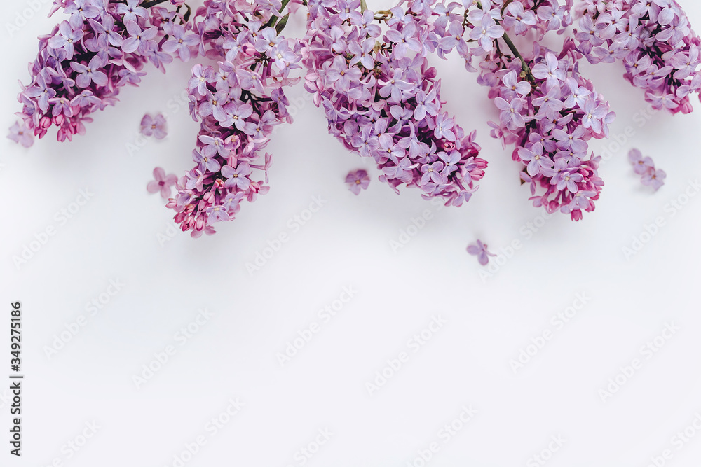 Fototapeta premium lilac flowers on a white background. the view from the top