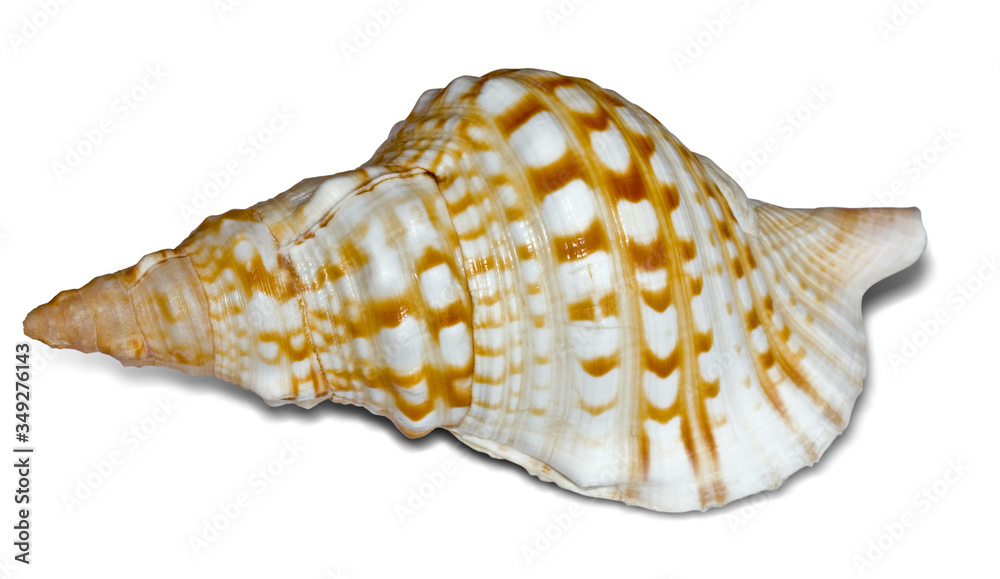 sea shells