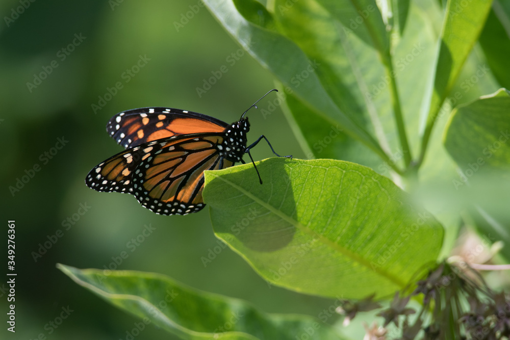 Obraz premium Monarch Butterfly