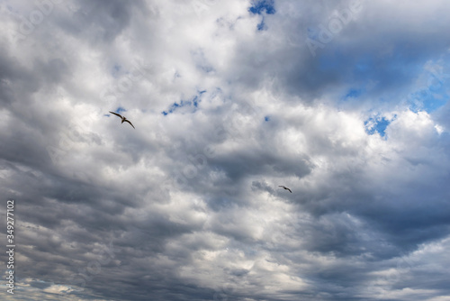 Wallpaper Mural Seagulls in the sky over the sea the morning after a thunderstorm.
 Torontodigital.ca