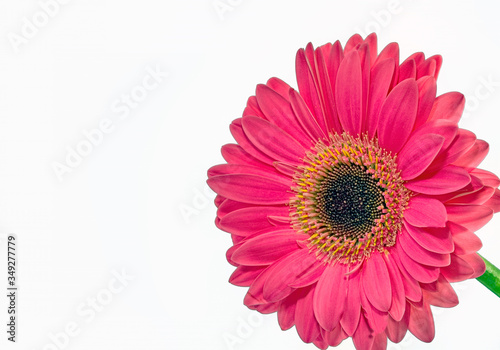 Pink gerbera daisy